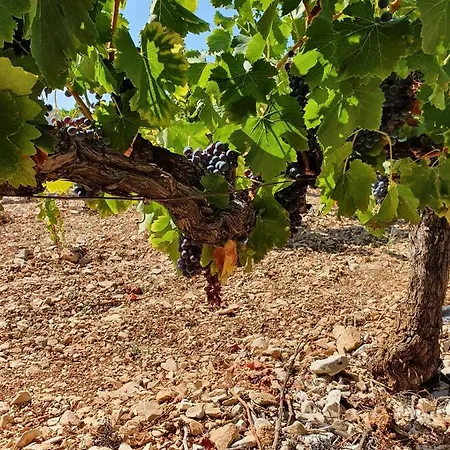 펜션 L'escapade, Mas En Pierre D'exception En Provence